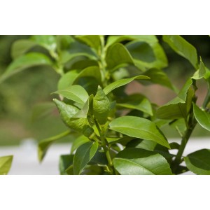 Nahaufnahme eines jungen Zitrusbaums mit grünen Blättern und kleinen Früchten. GROW by OBI Zitrusdünger.