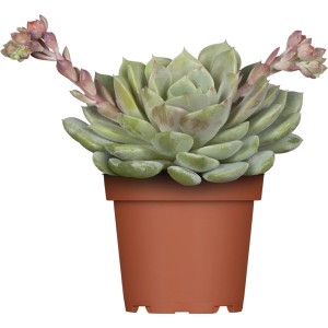 Echeveria chihuahuaensis im Topf, ca. 6 cm, mit Blütenständen. Sukkulente mit rosettenförmigen Blättern.