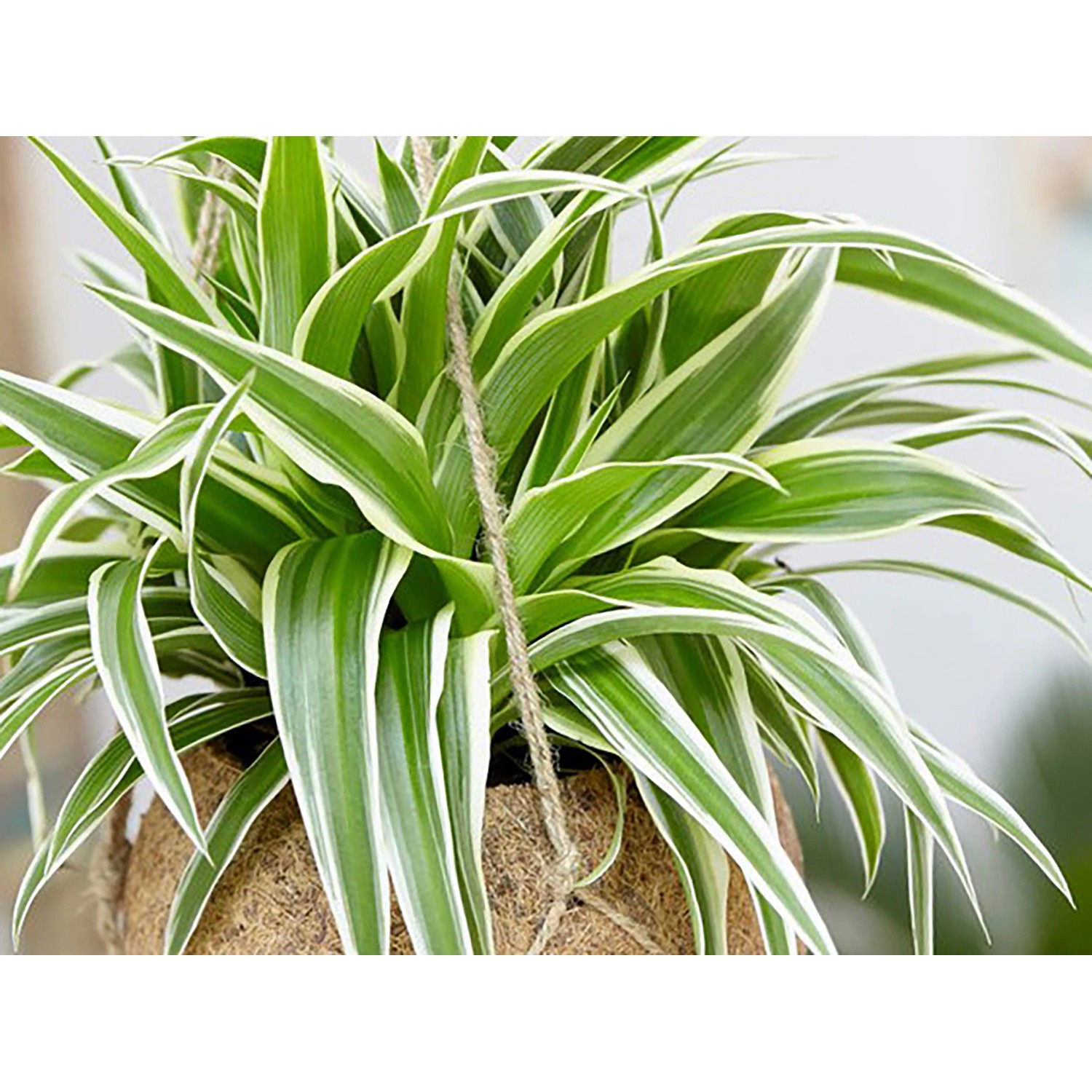 GROW by OBI Grnlilie Hawaiian Hhe ca. 25 cm Topf  12 cm Chlorophytum  Comosum kaufen bei OBI