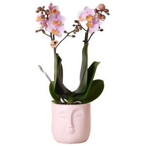 Schmetterlingsorchidee Rosa Höhe ca. 35-40 cm Topf-Ø ca. 9 cm Phalaenopsis