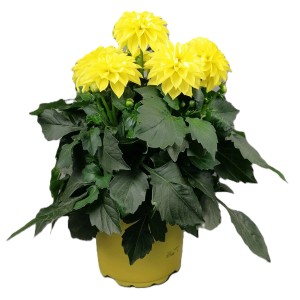 Gelbe Dahlie Dahlietta im Topf, ca. 25-30 cm hoch. Sommerblüher für Balkon und Garten.