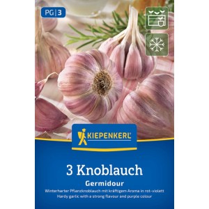 Kiepenkerl Winterpflanzknoblauch Germidour, 3 violette Knoblauchzehen auf Packung für die Pflanzung.