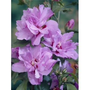 Nahaufnahme des zartrosa OBI Garteneibisch Chiffon mit halbgefüllten Blüten.