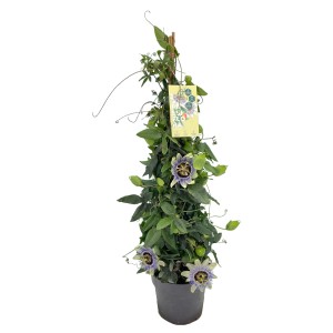 Blau-weiße Passionsblume (Passiflora caerulea) im Topf, ca. 100 cm hoch.