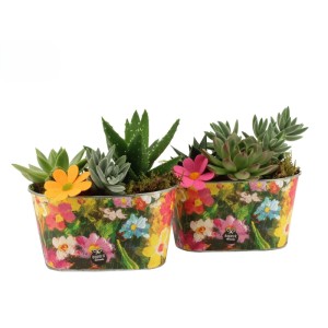 GROW by OBI Sukkulenten-Trio in buntem Metalltopf mit Blumenmuster. Dekoratives Zimmerpflanzen-Arrangement für innen.