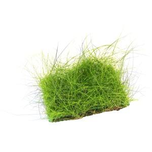 Dennerle Aquariumpflanze Eleocharis Acicularis auf Matte, grüne Vordergrundpflanze.