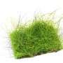 Dennerle Aquariumpflanze Eleocharis Acicularis auf Matte, grüne Vordergrundpflanze.