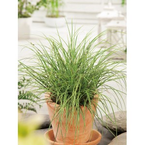 GROW by OBI Segge "Jubilo" Topf-Ø ca. 12 cm Carex brunnea