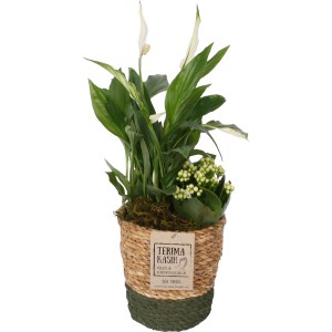 Arrangement mit Einblatt und Flammendem Käthchen im Korb-Gefäß, Topf-Ø 14cm.