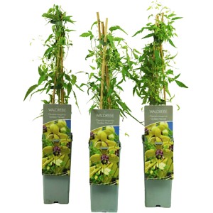 Gold-Waldrebe "Harvest" Höhe ca. 40 - 60 cm Topf ca. 2 l Clematis tangutica
