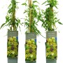 Gold-Waldrebe 'Harvest' im Topf, ca. 40-60 cm hoch. Clematis tangutica mit gelben Blüten und grünen Blättern.