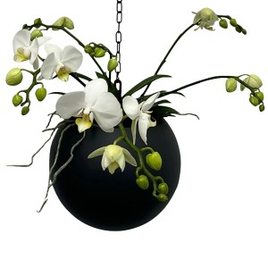 Weiße Schmetterlingsorchidee (Phalaenopsis) mit 5 Trieben in schwarzer Globee Ampel (12cm Topf).