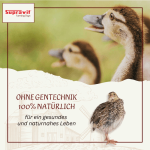 Supravit Geflügelkörnerfutter ohne Gentechnik. Zwei Entenküken und eine Wachtel. Körnermischung für Hühner, Enten, Wachteln.