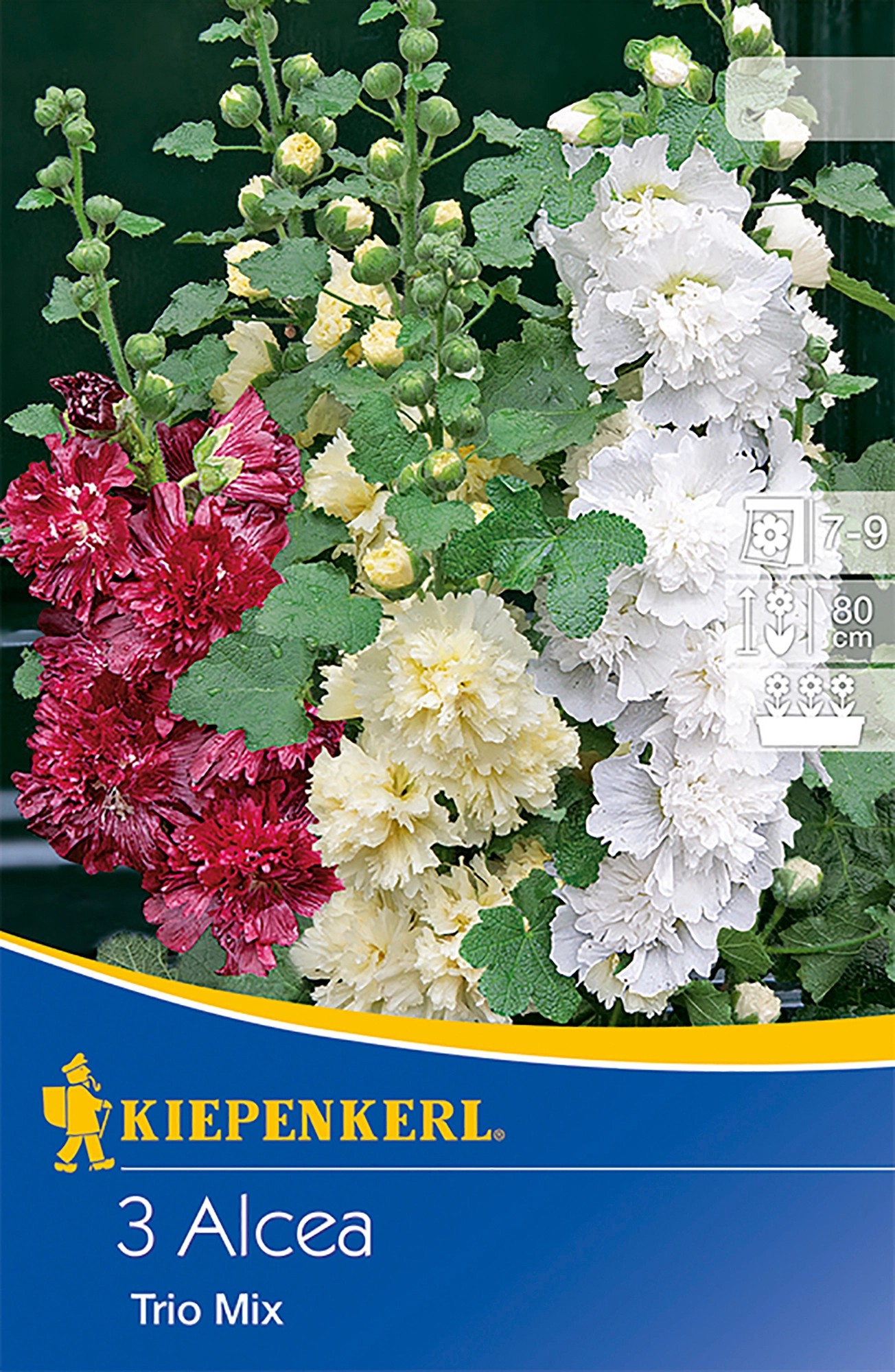 Kiepenkerl Stockrosen "TrioMix" 3 Stück Alcea rosea kaufen bei OBI