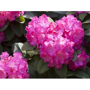 Nahaufnahme des rosa blühenden OBI Rhododendron-Hybride 'Germania' mit grünen Blättern.