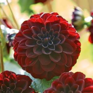 Dunkelrote Dahlie Arabian Night von GROW by OBI, ca. 90cm hoch. Dekorative Blumenzwiebel für Beet und Kübel.