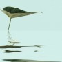 Fototapete Blatt im Wasser, blau-grün, 4x2,7m, FSC®-zertifiziert.