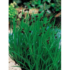 Korkenzieher Binse (Juncus effusus spiralis) im Topf, grüne Blätter und braune Blütenstände.