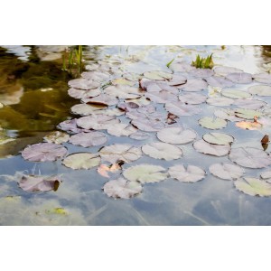 Teich mit vielen Seerosenblättern der GROW by OBI Seerose Tropical Blue im Wasser.