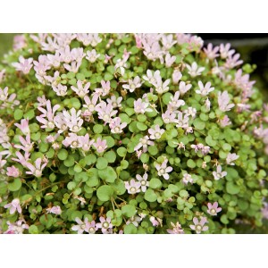 Rundblättrige Rotala Lila (Rotala indica) im Topf mit zarten, hellrosa Blüten und grünen Blättern.