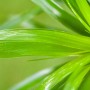 Nahaufnahme von saftig grünem Katzengras 'Zumula', einer beliebten und pflegeleichten Grünpflanze.