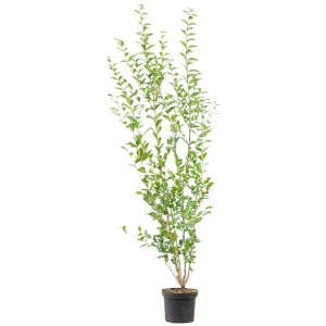 Ovalblättriger Liguster Set à 20 Stück Höhe ca. 175-200 cm Ligustrum ovalifolium