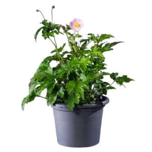 Herbst-Anemone im Topf, ca. 60cm hoch, mit rosa Blüte. Ideal für Beet und Kübel.