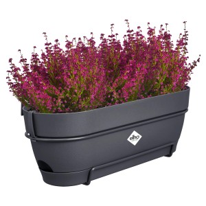 Anthrazitfarbener Elho Balkonkasten Vibia Campana 50 cm mit lila Heidekraut bepflanzt.