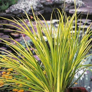 Kalmus Ogon im Topf, gelb-grünes Ziergras für Garten und Terrasse.