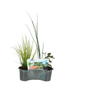 Wasserpflanzen-Mix im Korb (Ø 45cm) für den Gartenteich. Dekorative Teichpflanzen für die Feucht- und Sumpfzone.