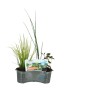 Wasserpflanzen-Mix im Korb (Ø 45cm) für den Gartenteich. Dekorative Teichpflanzen für die Feucht- und Sumpfzone.