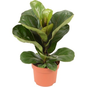 GROW by OBI Geigenfeige Bambino im Topf, ca. 35cm hoch, mit großen, grünen Blättern.