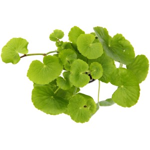 Dennerle Plants Aquariumpflanze Hydrocotyle Leucocephala mit runden, hellgrünen Blättern.