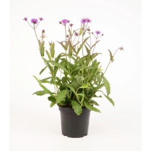 Garten-Eisenkraut Polaris Sky Duo im 19 cm Topf mit violetten Blüten.