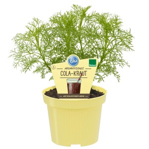 Blu Cola-Strauch im Topf (Ø 12cm). Das Küchenkraut duftet und schmeckt nach Cola. Junge Triebe sind essbar.