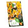 Verpackung GROW by OBI Krokus Advance Purple, 8 Stück Blumenzwiebeln mit gelben Krokusblüten.