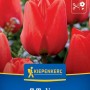 Leuchtend rote Darwin-Hybrid-Tulpen 'Apeldoorn' in voller Blüte, mit grünen Blättern. Kiepenkerl Blumenzwiebeln, 7 Stück.