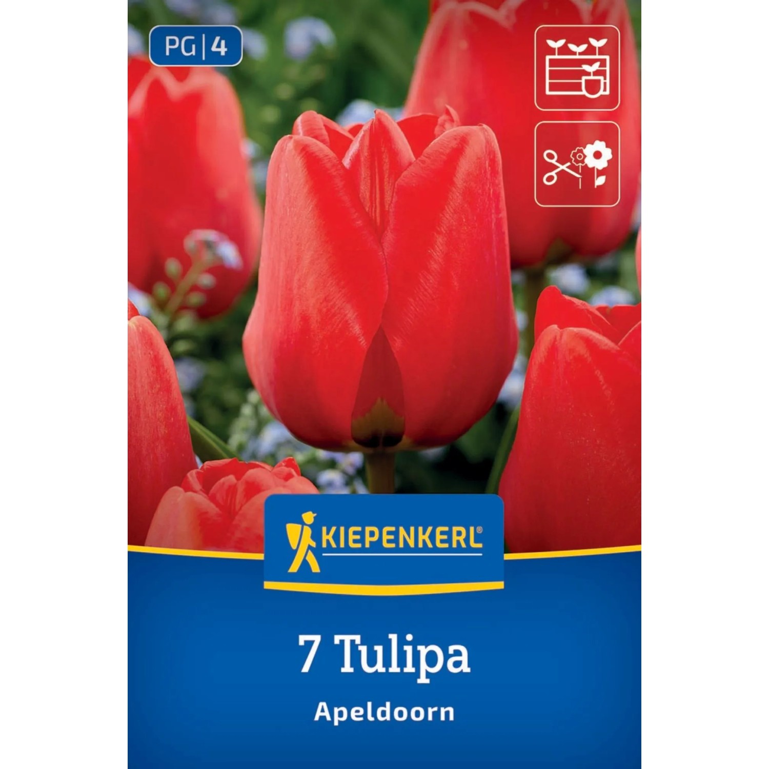 Leuchtend rote Darwin-Hybrid-Tulpen 'Apeldoorn' in voller Blüte, mit grünen Blättern. Kiepenkerl Blumenzwiebeln, 7 Stück.
