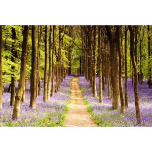 Maxiposter Woodland - Path 61 cm x 91,5 cm