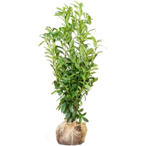 Kirschlorbeer Genolia, 125-150cm hoch, im Ballen. Ideal für dichte Hecken.
