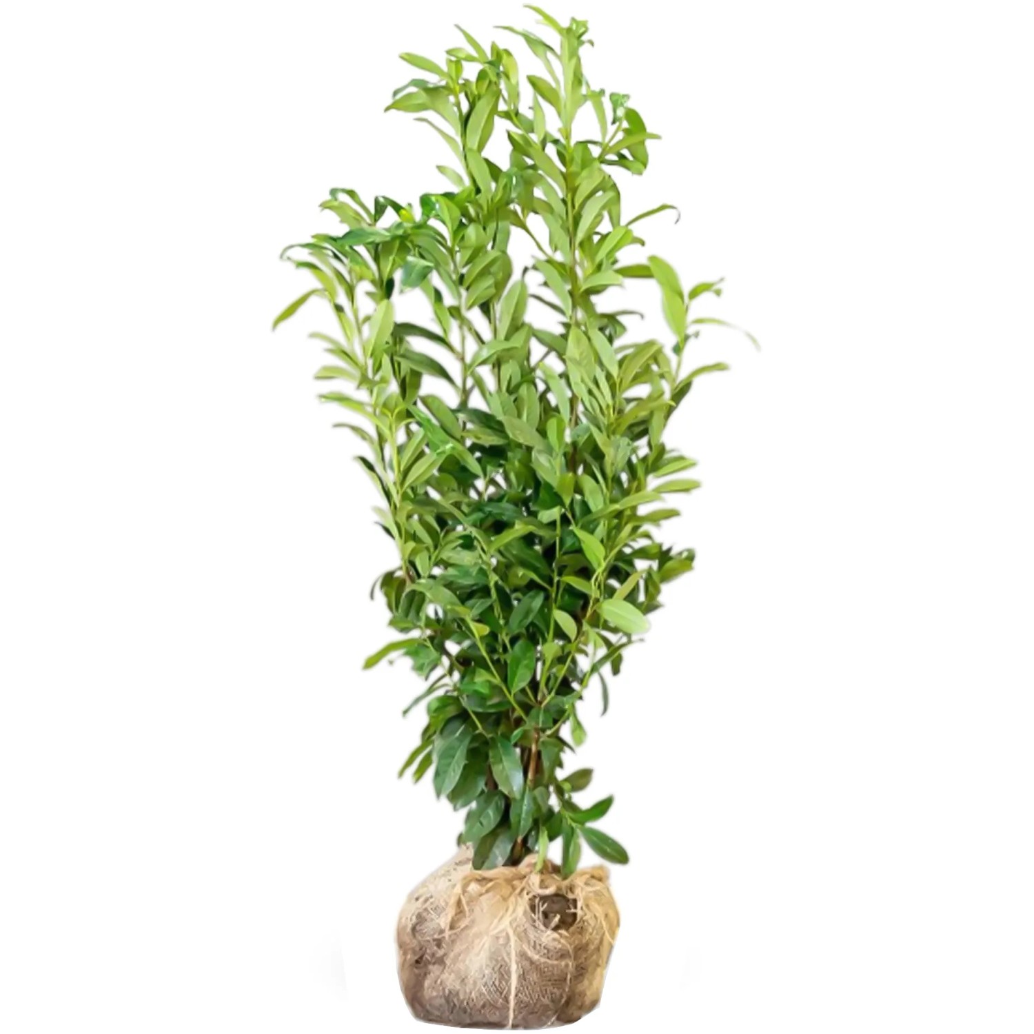 Kirschlorbeer "Genolia" Set  20 Stck Hhe ca. 125 - 150 cm Ballenware  Prunus kaufen bei OBI