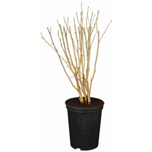 Roseneibisch im Topf, ca. 30-40 cm hoch, ohne Blätter. Ideal für Balkon und Terrasse.