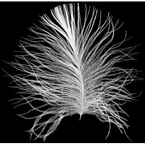 Komar Wandbild Feder in Schwarz-Weiß, 40x50 cm. Dekorative Feder für Ihr Zuhause.