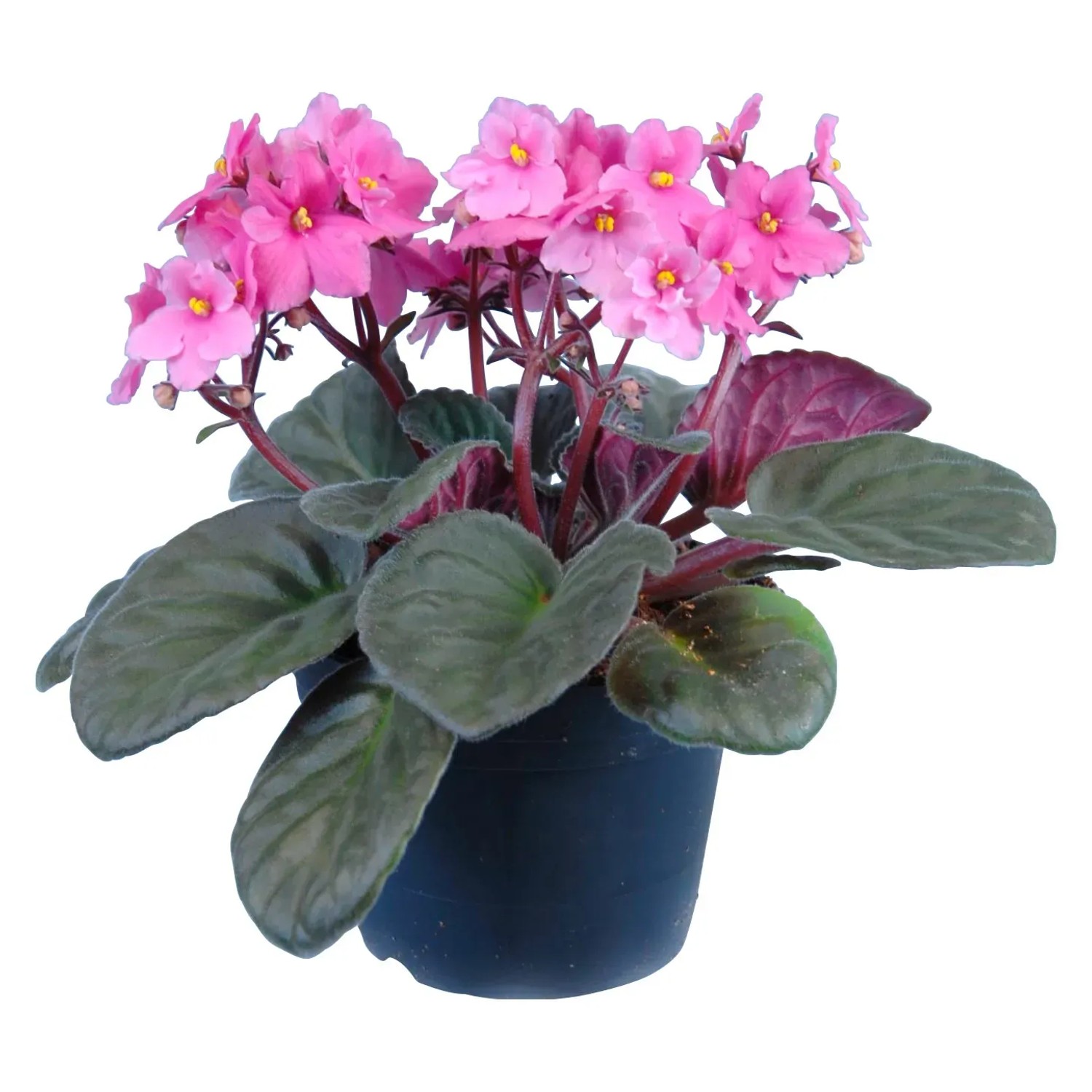 Usambaraveilchen Rosa Topf- ca. 12 cm Saintpaulia kaufen bei OBI