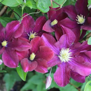 Waldrebe "Warszawska Nike" Purpurrot Höhe ca. 40 - 60 cm Topf-Ø ca. 17 cm