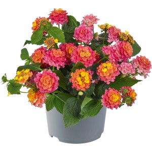 Wandelröschen Mix im Topf, zweifarbige Blüten in Pink, Orange und Gelb. Stehpflanze für Kübel und Garten.