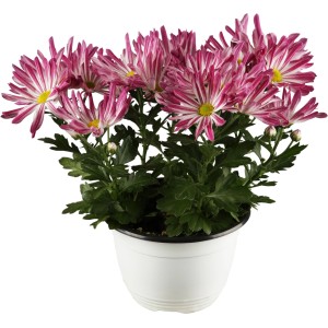 Herbst Chrysantheme 'Melody' im Topf, Schale Ø 23cm, rosa-weiße Blüten.