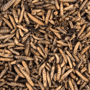 Getrocknete Orni Soldatenfliegenlarven, eiweißreiches Insektenfutter für Wildvögel. Braune, längliche Larven.