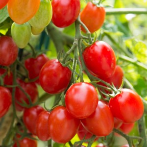 Bio-Buschtomate Romello mit roten, pflaumenförmigen Früchten an der Pflanze.