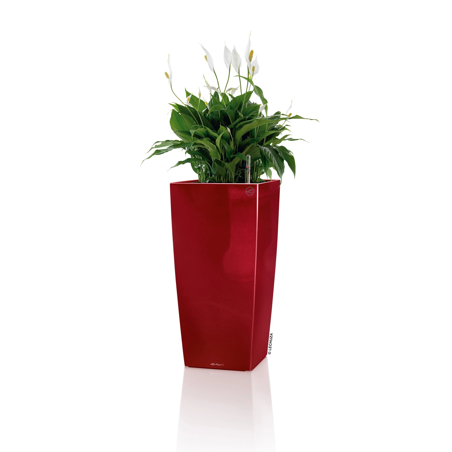 Hochglanz rotes Lechuza Cubico Premium 22 Pflanzgefäß mit Pflanze, geeignet für den Innenbereich.